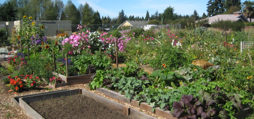 Community Gardens 092109 001