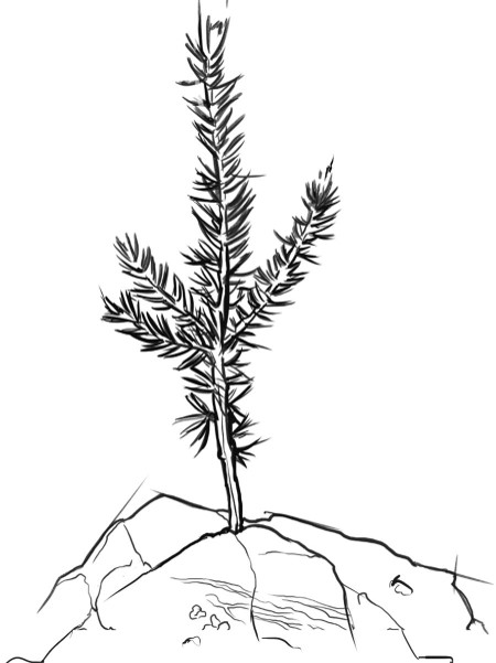Sprig of a cedar tree line drawing